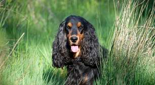 7 raças de cachorro com orelhas grandes