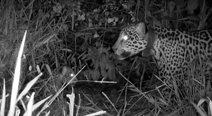 Onça-pintada que sobreviveu a incêndio no Pantanal dá à luz a filhote