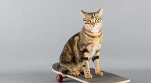 12 nomes de atletas para gatos