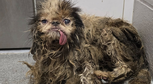 Idosa acumuladora morre e mais de 100 cães são resgatados de casa nos EUA