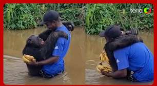 ONG registra momento em que chimpanzé reconhece cuidador, anos após retorno à natureza