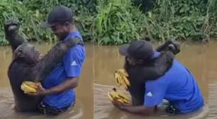 Emocionou: Chimpanzé reconhece antigo cuidador e corre para abraçá-lo