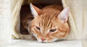 Pets também podem sofrer com ansiedade! Veja como ajudar seu animal