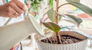 Truque dos cubos de gelo: não erre mais ao regar essas 7 plantas