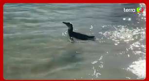 Pinguim é visto em praia da Zona Sul do Rio de Janeiro