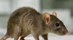 Emagrecimento rápido: novidade muda corpo e queima de gordura