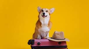 Veja como se preparar para viajar com o seu animal