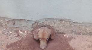Cachorro fica preso em cano e é salvo por bombeiros; veja imagens