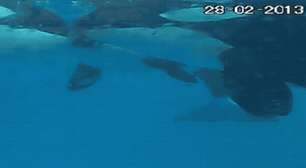 Orcas selvagens são flagradas 'se beijando' em registro inédito na Noruega