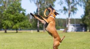 7 raças de cachorro com bastante energia