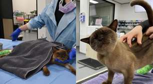 Gato passa por ciclo completo em máquina de lavar e sobrevive