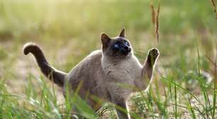 4 características do gato da raça thai