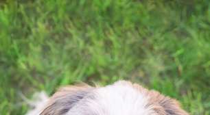 6 raças de cachorro que costumam ser teimosas