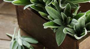 Plantas medicinais: 5 opções que aliviam os sintomas das alergias de inverno