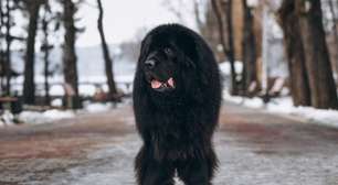 Estudo indica a raça de cachorro mais bonita do mundo