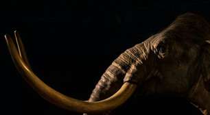 Porque temos tamanha obsessão em trazer de volta à vida o mamute-lanoso?
