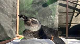 Pinguins da Patagônia são encontrados no Rio de Janeiro