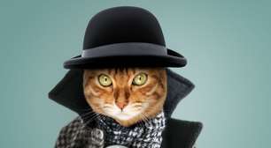 12 nomes de personagens de livros para gatos