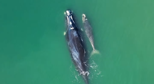 Fotógrafo registra momento fofo entre baleia e filhote em praia de SC