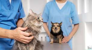 Raiva, leptospirose e leishmaniose: as zoonoses que você pode evitar ao vacinar seu pet