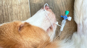 Cão convulsiona após intoxicação com plantas em área pet de padaria em SP
