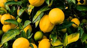 Limão siciliano é a fruta mais saudável do mundo, segundo pesquisa