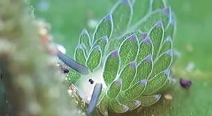 Animal ou vegetal? Ovelha-folha atrai curiosidade na web