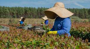 Eucatex integra lista de líderes globais em sustentabilidade