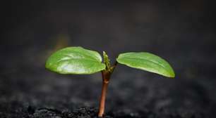Fungo que produz ouro pode ser cultivado em casa