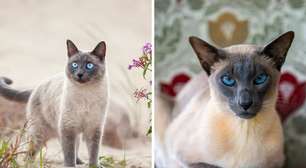 7 diferenças entre os gatos das raças thai e siamês