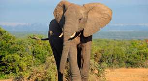 O que significa ter 'memória de elefante'? Entenda de onde vem a expressão