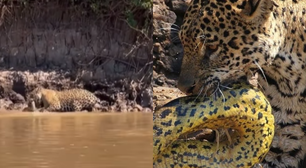 Sucuri cai de árvore e é atacada por onça-pintada no Pantanal; assista ao vídeo