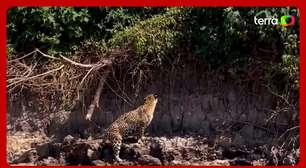 Sucuri cai de árvore e é atacada por onça-pintada no Pantanal