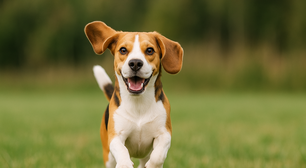 AliExpress registra boom nas vendas de produtos pet