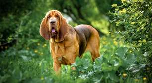 4 características do cachorro da raça bloodhound