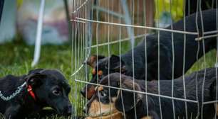 É hoje! Feira Me Adota terá mais de 100 cães e gatos para adoção em Porto Alegre