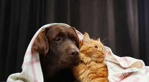 5 dicas para manter a saúde dos animais no inverno