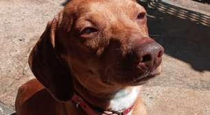 Cachorro morre degolado em invasão a casa em SP; só câmeras foram levadas
