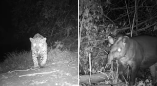 Animais são flagrados 'espiando' câmeras camufladas no Pantanal; veja