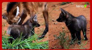 Novos filhotes de lobo-guará são apresentados no zoológico de São Paulo