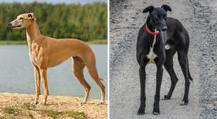 6 diferenças entre os cães das raças whippet e galgo inglês