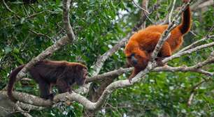 Após 26 séculos, macacos bugios-ruivos ressurgem em florestas catarinenses