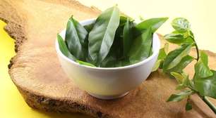 PANCs: confira 3 opções para cultivar em casa