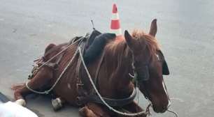 Cavalo exausto cai em rua de Tramandaí enquanto puxava carroça com carga pesada