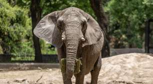 Conheça elefantas da Argentina que se mudaram para santuário no Brasil