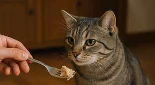 Comidas caseiras fazem mal para pets? Entenda riscos e quando são liberadas