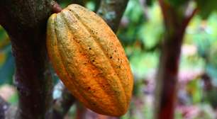 Curiosidades sobre o chocolate: do começo à evolução