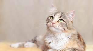 12 nomes fofos para gatos