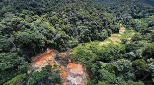 Como a degradação da Amazônia aumenta o risco de novas pandemias