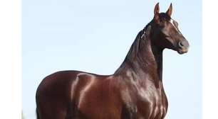Cavalo de 12 milhões morre por conta de erro na ração